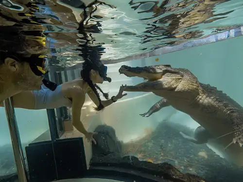 WILDLIFE HABITAT SWIM WITH SALTIES PORT DOUGLAS
