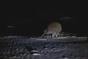 Stewart Island Wild Kiwi Experiences