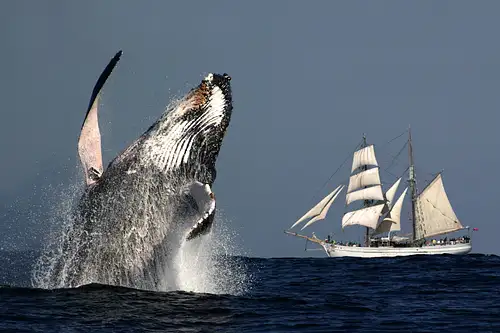 Whale & Sail Sydney Whale Watching Cruise Special