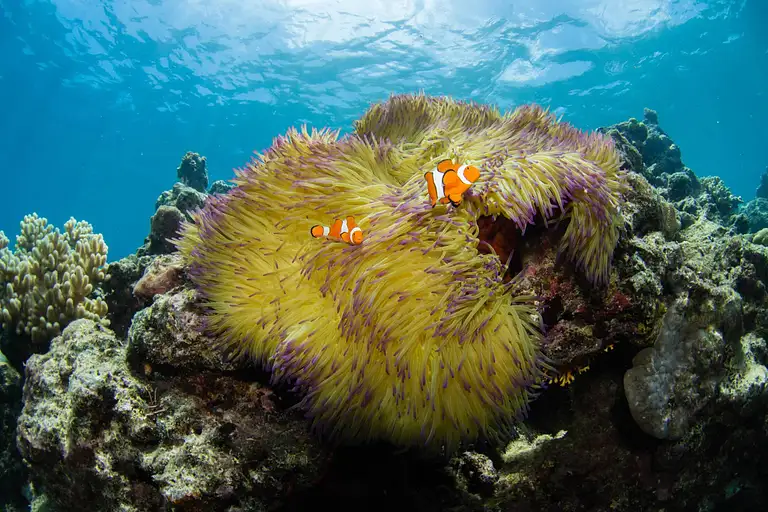 Cairns Afternoon Reef Snorkelling Adventure
