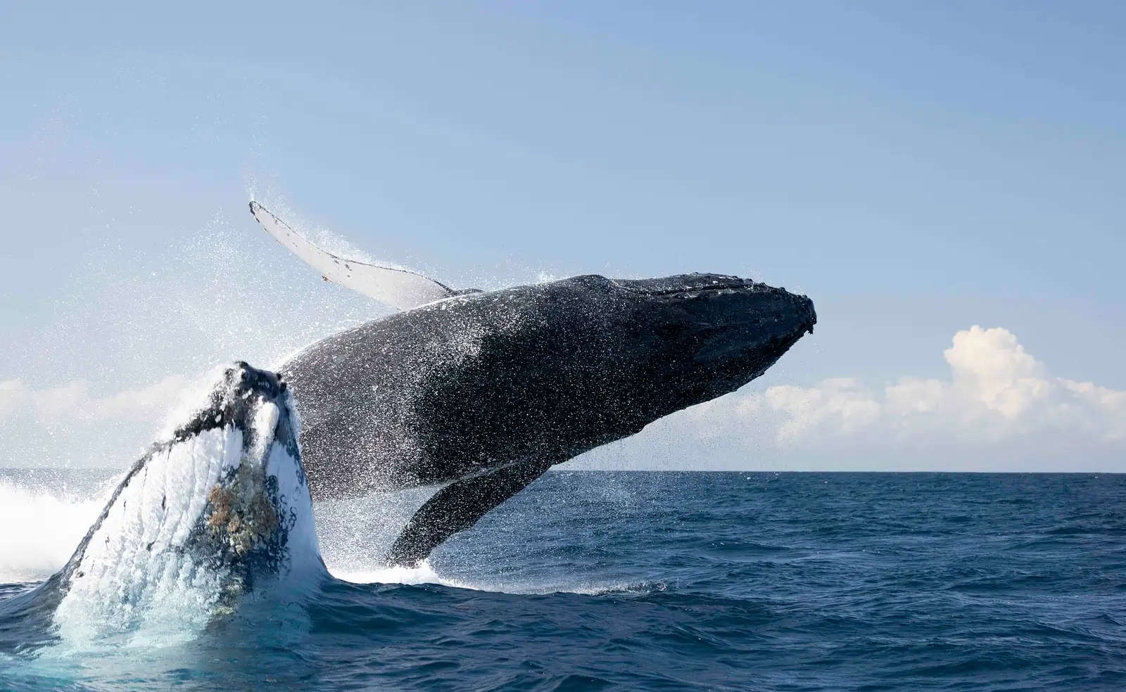 Humpback Whale Breaching on the Gold Coast