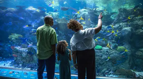 Aquarium of the Pacific Tickets Long Beach California