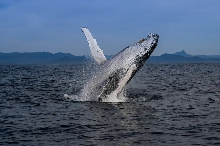Whale Watching Cruise from Tweed Heads