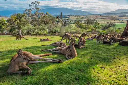 Tasmanian Highlights Tour Package deals