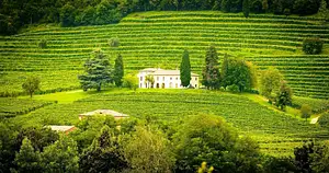 Willamette Valley Wine Tasting Day Tour from Portland
