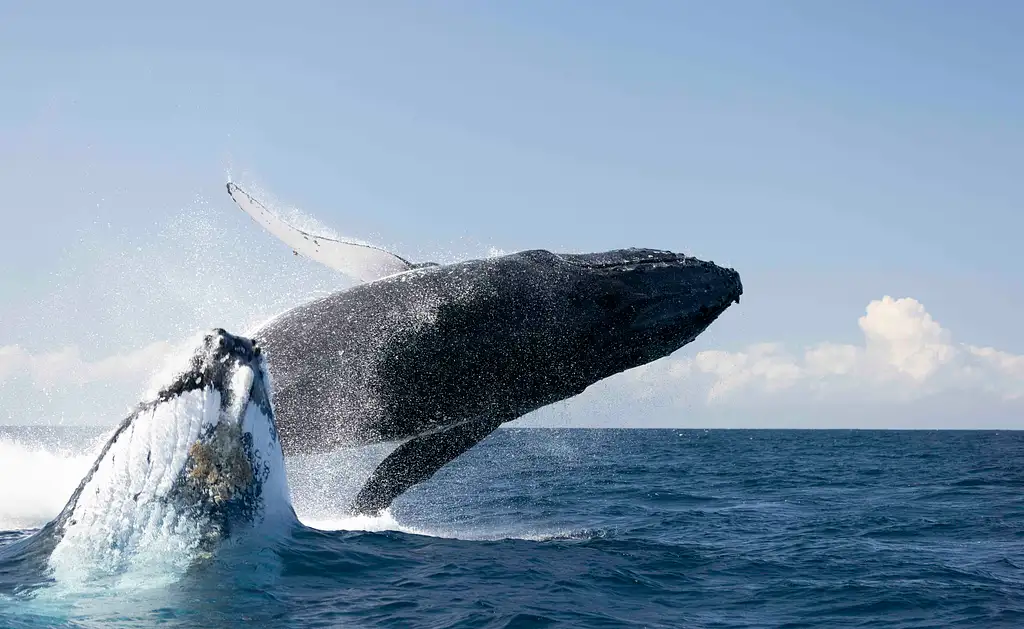 Humpback Whale Breaching on the Gold Coast