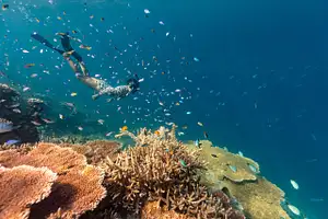 Great Barrier Reef Snorkelling Tour