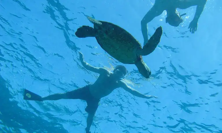 Kealakekua Bay Snorkel Tour Deal