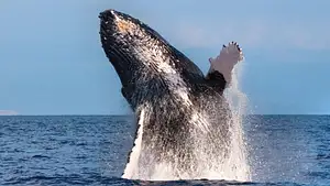 1.5 hour whale watching tour Oahu