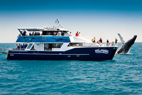 whale watch hervey bay