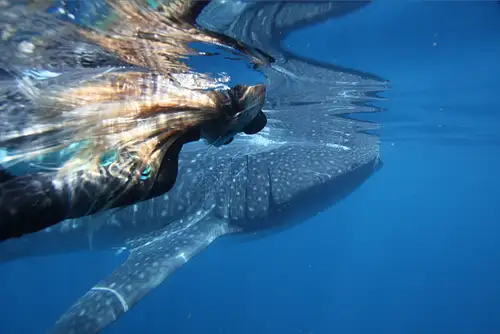 Ningaloo Whale Shark Swim on a Powerboat