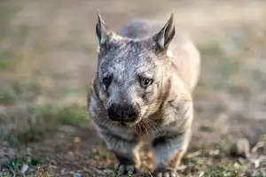 Wombat Kangaroo Sunset Supper